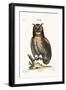 The Great Horned Owl, 1749-73-George Edwards-Framed Giclee Print