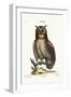 The Great Horned Owl, 1749-73-George Edwards-Framed Giclee Print