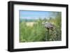 The Great Horned Owl, also known as the Tiger Owl-Richard Wright-Framed Photographic Print
