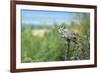 The Great Horned Owl, also known as the Tiger Owl-Richard Wright-Framed Photographic Print