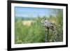 The Great Horned Owl, also known as the Tiger Owl-Richard Wright-Framed Photographic Print