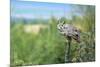 The Great Horned Owl, also known as the Tiger Owl-Richard Wright-Mounted Photographic Print