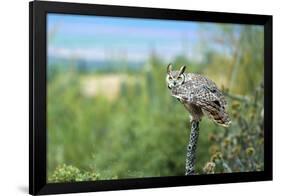 The Great Horned Owl, also known as the Tiger Owl-Richard Wright-Framed Photographic Print