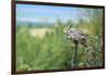 The Great Horned Owl, also known as the Tiger Owl-Richard Wright-Framed Photographic Print