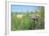 The Great Horned Owl, also known as the Tiger Owl-Richard Wright-Framed Photographic Print