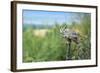 The Great Horned Owl, also known as the Tiger Owl-Richard Wright-Framed Photographic Print