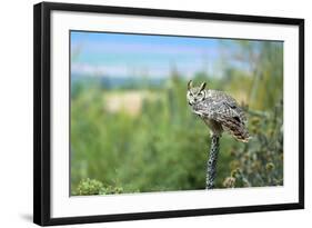 The Great Horned Owl, also known as the Tiger Owl-Richard Wright-Framed Photographic Print