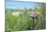 The Great Horned Owl, also known as the Tiger Owl-Richard Wright-Mounted Photographic Print