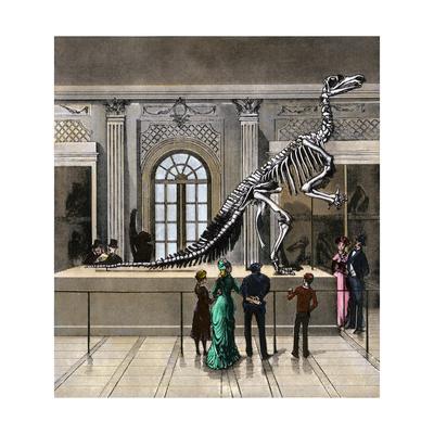 iguanodon skeleton