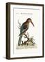 The Great Kingfisher from the River Gambia, 1749-73-George Edwards-Framed Giclee Print