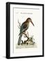 The Great Kingfisher from the River Gambia, 1749-73-George Edwards-Framed Giclee Print