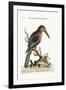 The Great Kingfisher from the River Gambia, 1749-73-George Edwards-Framed Giclee Print