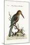 The Great Kingfisher from the River Gambia, 1749-73-George Edwards-Mounted Giclee Print