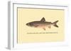 The Great Lake Trout-H.h. Leonard-Framed Art Print