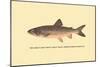 The Great Lake Trout-H.h. Leonard-Mounted Art Print