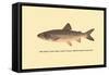 The Great Lake Trout-H.h. Leonard-Framed Stretched Canvas