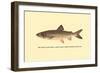 The Great Lake Trout-H.h. Leonard-Framed Art Print