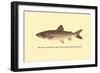 The Great Lake Trout-H.h. Leonard-Framed Art Print