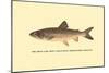 The Great Lake Trout-H.h. Leonard-Mounted Art Print