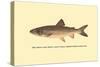 The Great Lake Trout-H.h. Leonard-Stretched Canvas