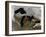 The Great Lakes-Stocktrek Images-Framed Photographic Print