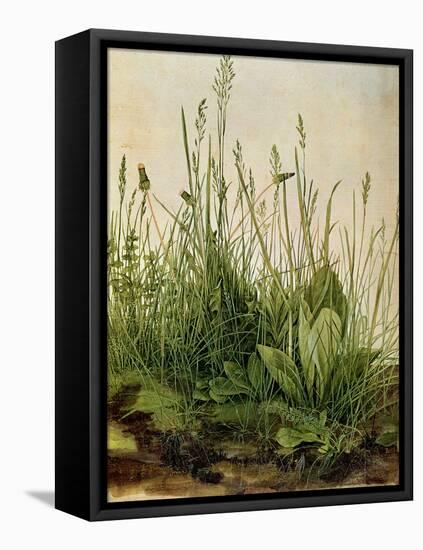 The Great Piece of Turf, 1503-Albrecht Drer-Framed Stretched Canvas