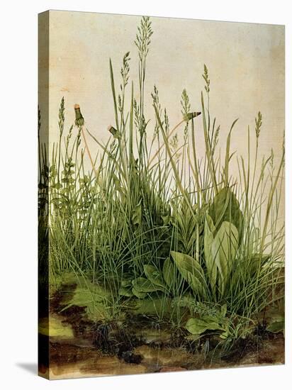 The Great Piece of Turf, 1503-Albrecht Drer-Stretched Canvas
