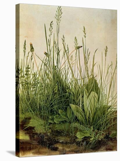 The Great Piece of Turf, 1503-Albrecht Drer-Stretched Canvas