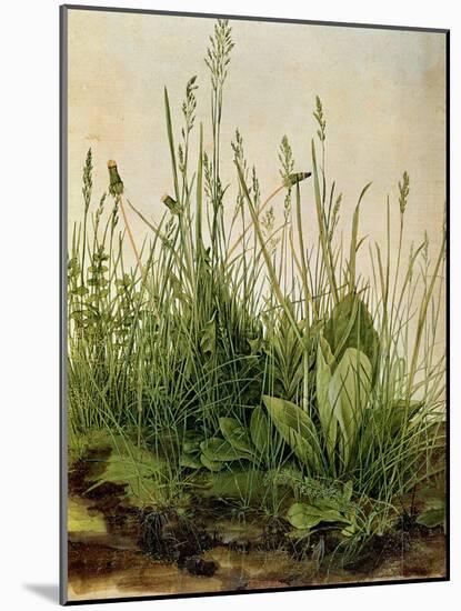 The Great Piece of Turf, 1503-Albrecht Drer-Mounted Giclee Print