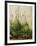 The Great Piece of Turf, 1503-Albrecht Drer-Framed Giclee Print