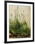 The Great Piece of Turf, 1503-Albrecht Drer-Framed Giclee Print