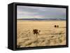 The Great Plains, New Mexico, USA-Occidor Ltd-Framed Stretched Canvas