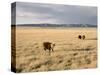 The Great Plains, New Mexico, USA-Occidor Ltd-Stretched Canvas