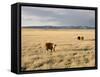 The Great Plains, New Mexico, USA-Occidor Ltd-Framed Stretched Canvas