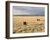 The Great Plains, New Mexico, USA-Occidor Ltd-Framed Photographic Print