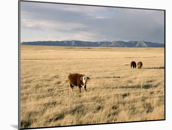 The Great Plains, New Mexico, USA-Occidor Ltd-Mounted Photographic Print