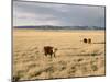 The Great Plains, New Mexico, USA-Occidor Ltd-Mounted Photographic Print