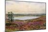 The Great Pond, Frensham-Alfred Robert Quinton-Mounted Giclee Print