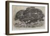 The Great Python Serpent Incubating at the Zoological Society's Gardens, Regent's Park-null-Framed Giclee Print