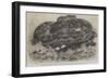 The Great Python Serpent Incubating at the Zoological Society's Gardens, Regent's Park-null-Framed Giclee Print