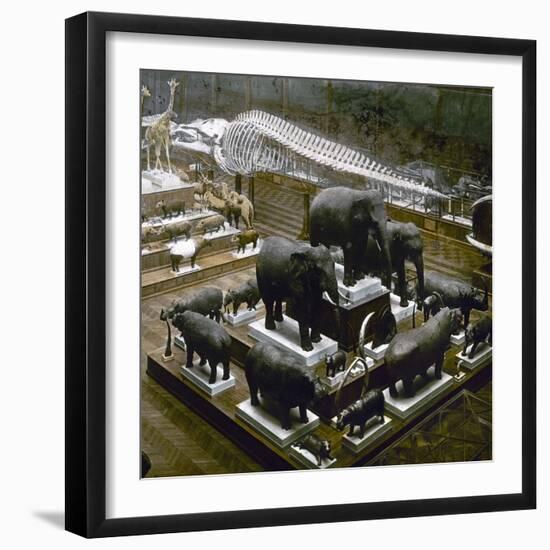 The Great Room of Zoology of the Jardin De Plantes, Paris, Circa 1895-1900-Leon, Levy et Fils-Framed Photographic Print