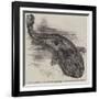 The Great Salamander of Japan (Sieboldia Maxima) Recently Placed in the Zoological Society's Garden-null-Framed Giclee Print