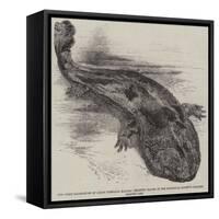 The Great Salamander of Japan (Sieboldia Maxima) Recently Placed in the Zoological Society's Garden-null-Framed Stretched Canvas