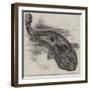 The Great Salamander of Japan (Sieboldia Maxima) Recently Placed in the Zoological Society's Garden-null-Framed Giclee Print