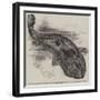 The Great Salamander of Japan (Sieboldia Maxima) Recently Placed in the Zoological Society's Garden-null-Framed Giclee Print