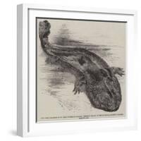 The Great Salamander of Japan (Sieboldia Maxima) Recently Placed in the Zoological Society's Garden-null-Framed Giclee Print