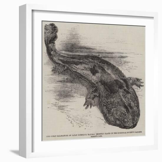 The Great Salamander of Japan (Sieboldia Maxima) Recently Placed in the Zoological Society's Garden-null-Framed Giclee Print