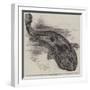 The Great Salamander of Japan (Sieboldia Maxima) Recently Placed in the Zoological Society's Garden-null-Framed Giclee Print