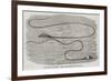 The Great Sea-Serpent Seen at the Entrance of Table Bay-null-Framed Giclee Print