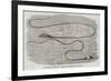 The Great Sea-Serpent Seen at the Entrance of Table Bay-null-Framed Giclee Print